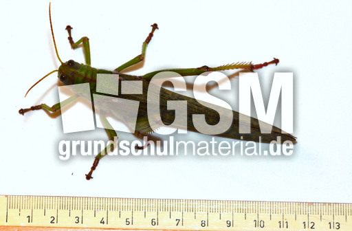 Südamerikanische Riesenheuschrecke_1.jpg